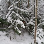 Talvisessa metsässä piilossa.