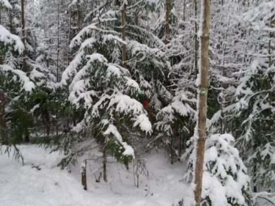 Talvisessa metsässä piilossa.