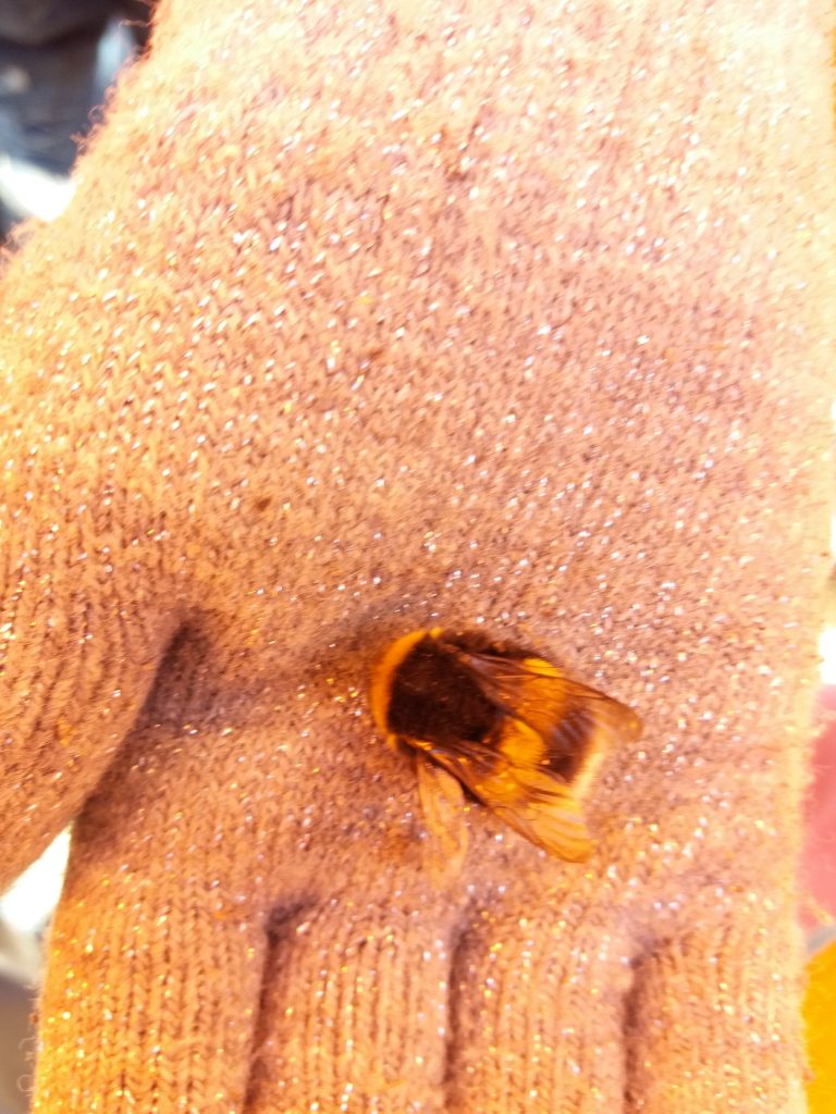 ensimmäinen mehiläinen.