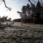 Maisema