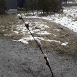 Pajunkissa
