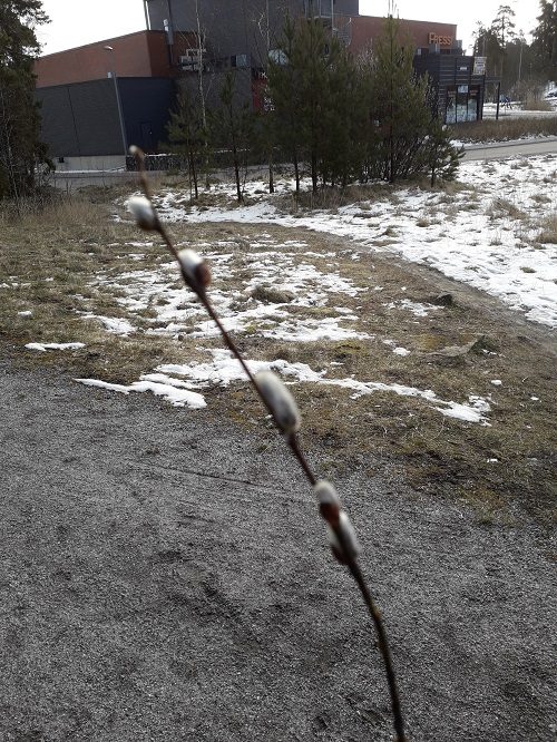 Pajunkissa