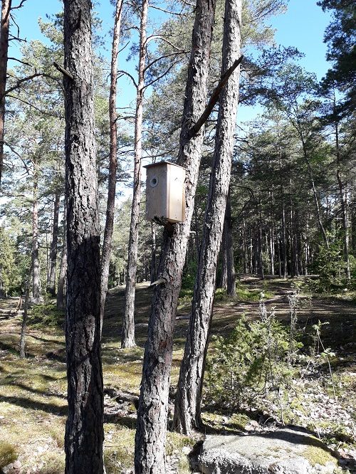 Ryhmän oma linnunpönttö