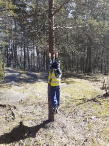 Lapsi kiipeää puuhun