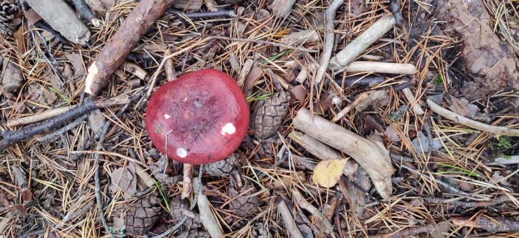 punainen sieni