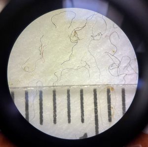 Mikromuoveja merestä (yksi väli on 1 mm)
