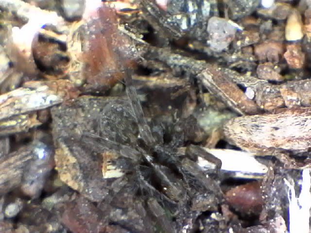 mikroskoopin alla hämähäkki.