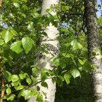 Kuvassa kaksi koivunrunkoa ja lehtiä, jotka näkyivät juhlan ajan heijastettuna lavan taustaksi.
