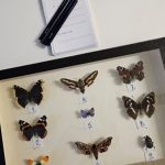 Perinteinen valkopohjainen kuvataulu, johon on kiinnitetty hyönteisneuloilla perhosia. Perhoset on numeroitu.